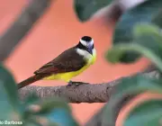 Aves do Brasil 4