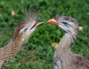 Red-legged Seriema (Cariama cristata), adult (right) and young bird at the zoo Schönbrunn in Vienna.