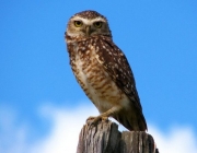 Aves do Cerrado 5