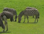 Avestruzes e Zebras Juntos 1