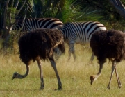 Avestruzes e Zebras Juntos 3