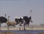 Avestruzes e Zebras Juntos 4