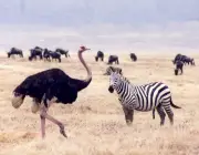 Avestruzes e Zebras Juntos 6
