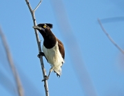 Avifauna da Caatinga 1