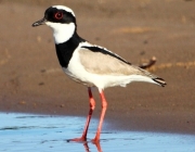 Avifauna da Caatinga 3