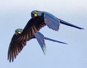 Avifauna da Caatinga 4