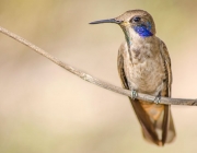 Avifauna da Caatinga 5