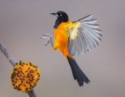 Avifauna da Caatinga 6