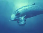 Baleia Bicuda De Bowdoin 1