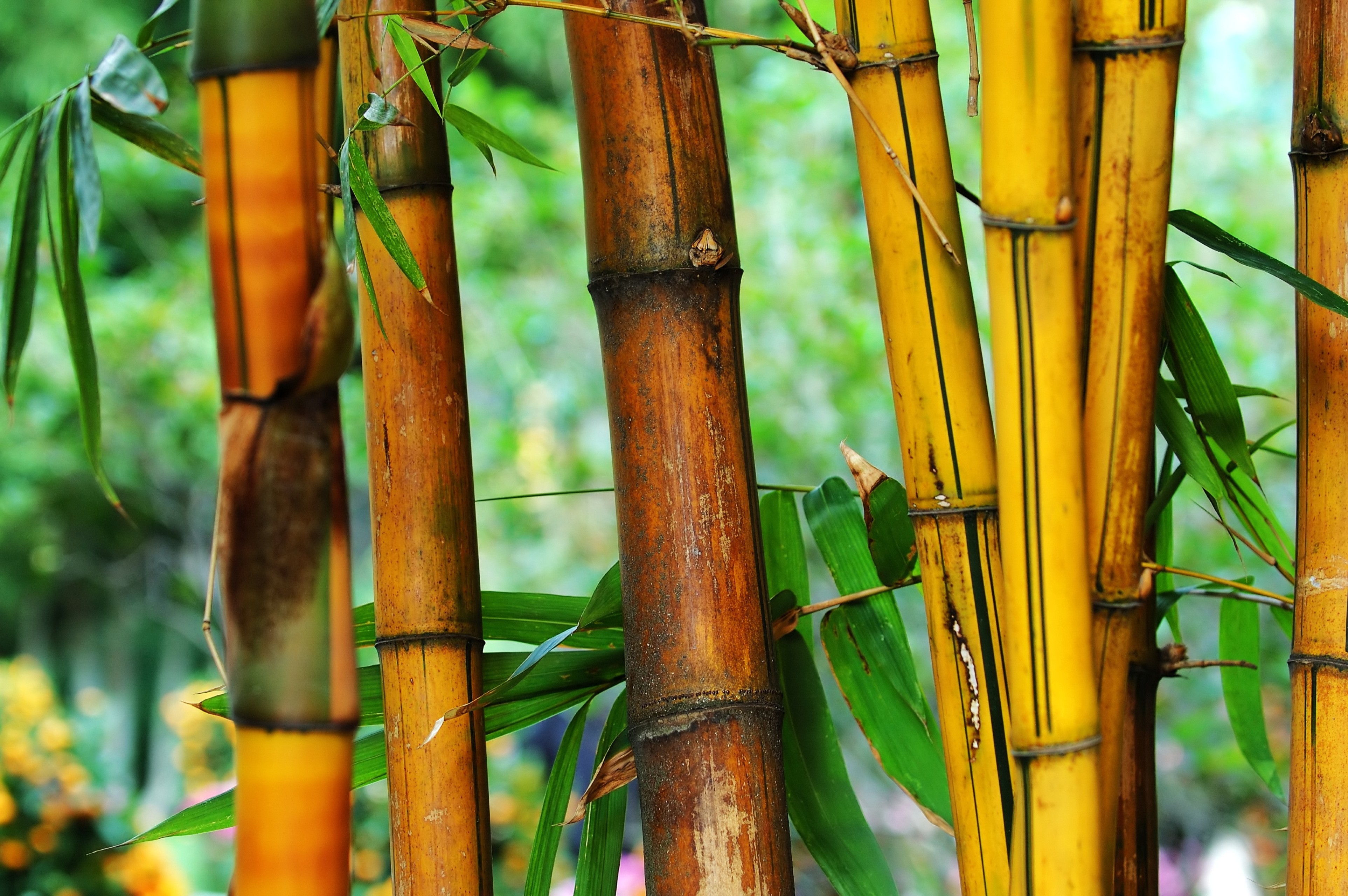 Bambu 4