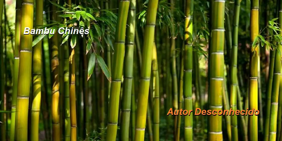 Bambu 5