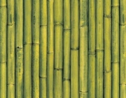 Bambu 2