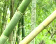 Bambu 6