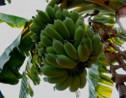 Banana Caipira 1