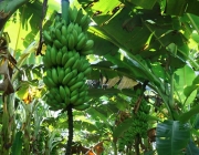 Banana Caipira 5