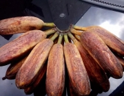 Banana Figo 3