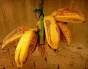 Banana Figo 6