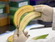 Banana Geneticamente Modificada 1