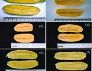 Banana Geneticamente Modificada 2