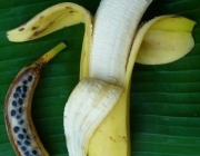 Banana Geneticamente Modificada 3
