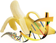 Banana Geneticamente Modificada 4