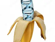 Banana Geneticamente Modificada 5