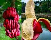 Banana Geneticamente Modificada 6