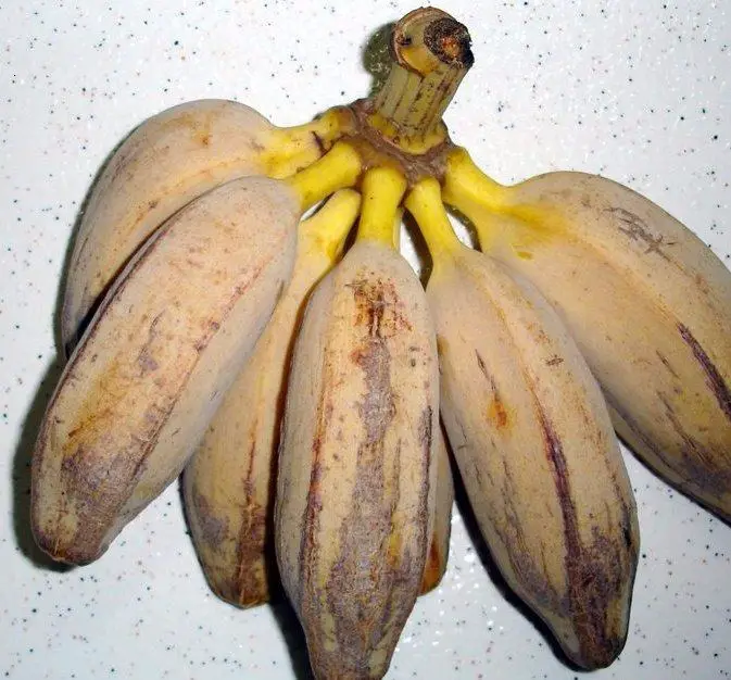 Banana Marmelo 4