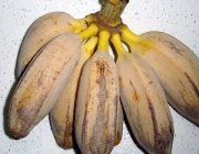 Banana Marmelo 4