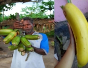 Banana (Musa Ingens) 6