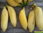Banana Mysore 1