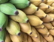 Banana Mysore 2