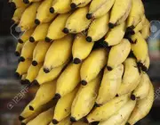 Banana Mysore 3