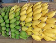 Banana Mysore 4