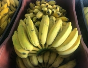 Banana Nanica 6