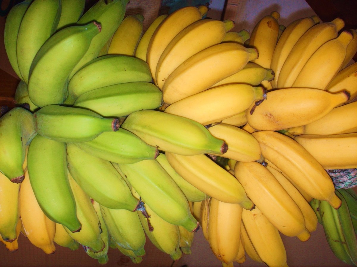 Resultado de imagem para banana orgânica