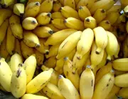 Banana Orgânica 1