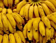 Banana Orgânica 3