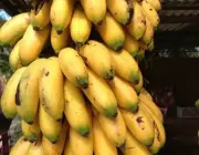Banana Ouro 1