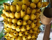 Banana Ouro 4