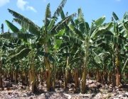 Plantação de Bananeira Pacovan 2