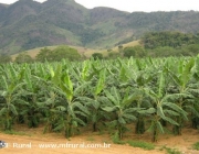 Plantação de Bananeira Pacovan 4