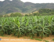 Plantação de Bananeira Pacovan 4