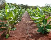 Plantação de Bananeira Pacovan 5