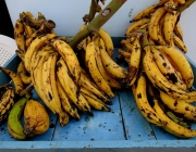 Banana Pacovan 1