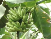 Banana Pacovan 5