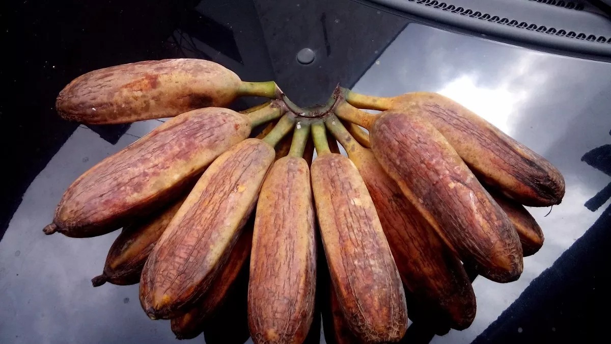 Banana P o Pode Comer Crua Mundo Ecologia