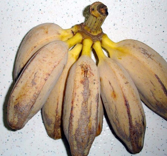 como-comer-banana-p-o-mundo-ecologia