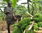 Banana na África