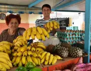 Banana no Brasil